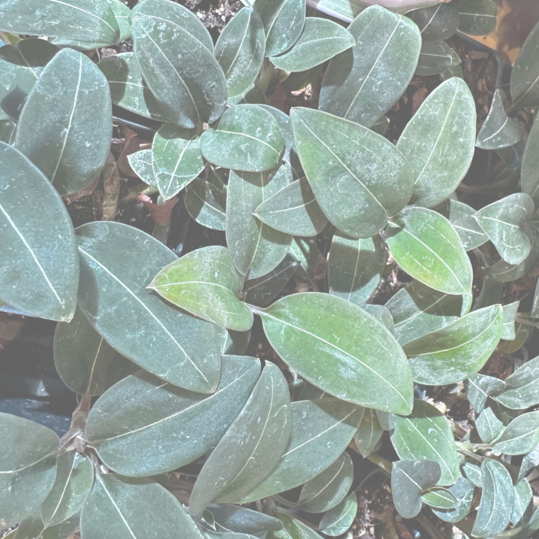 Four Underrated Houseplants