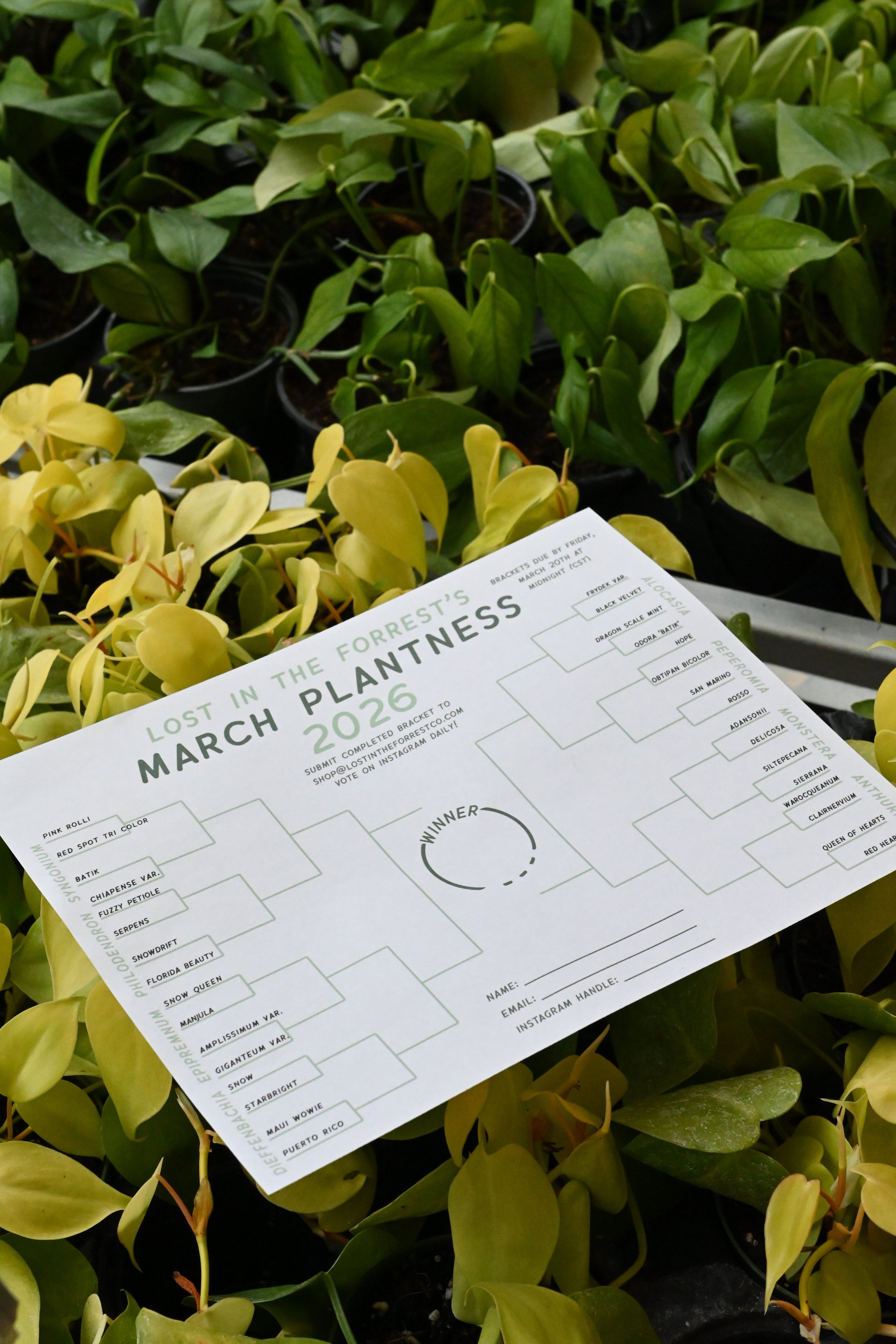 March Plantness 2026