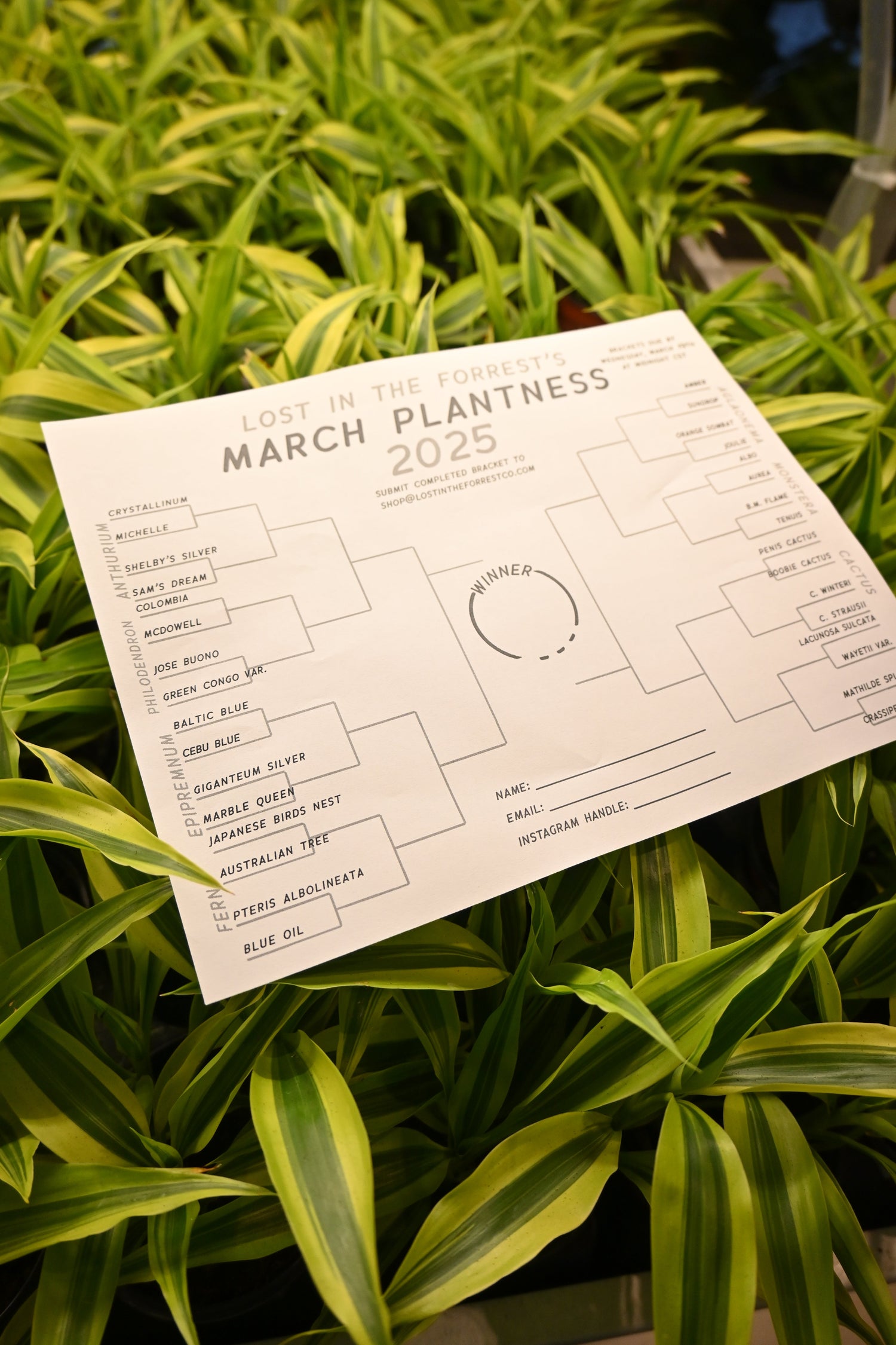 March Plantness 2025