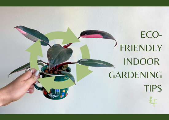 Sustainable Indoor Gardening: Easy Ways to Improve Your Eco-Friendly Plant Care