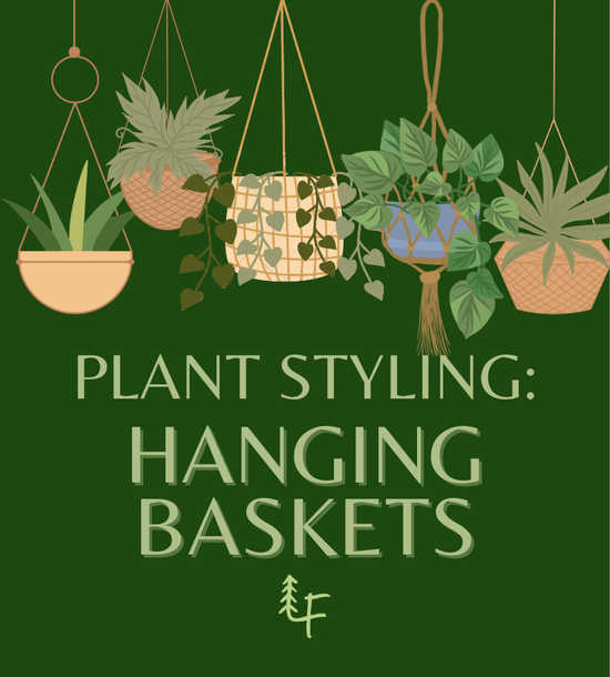 Plant Styling: Hanging Baskets Edition