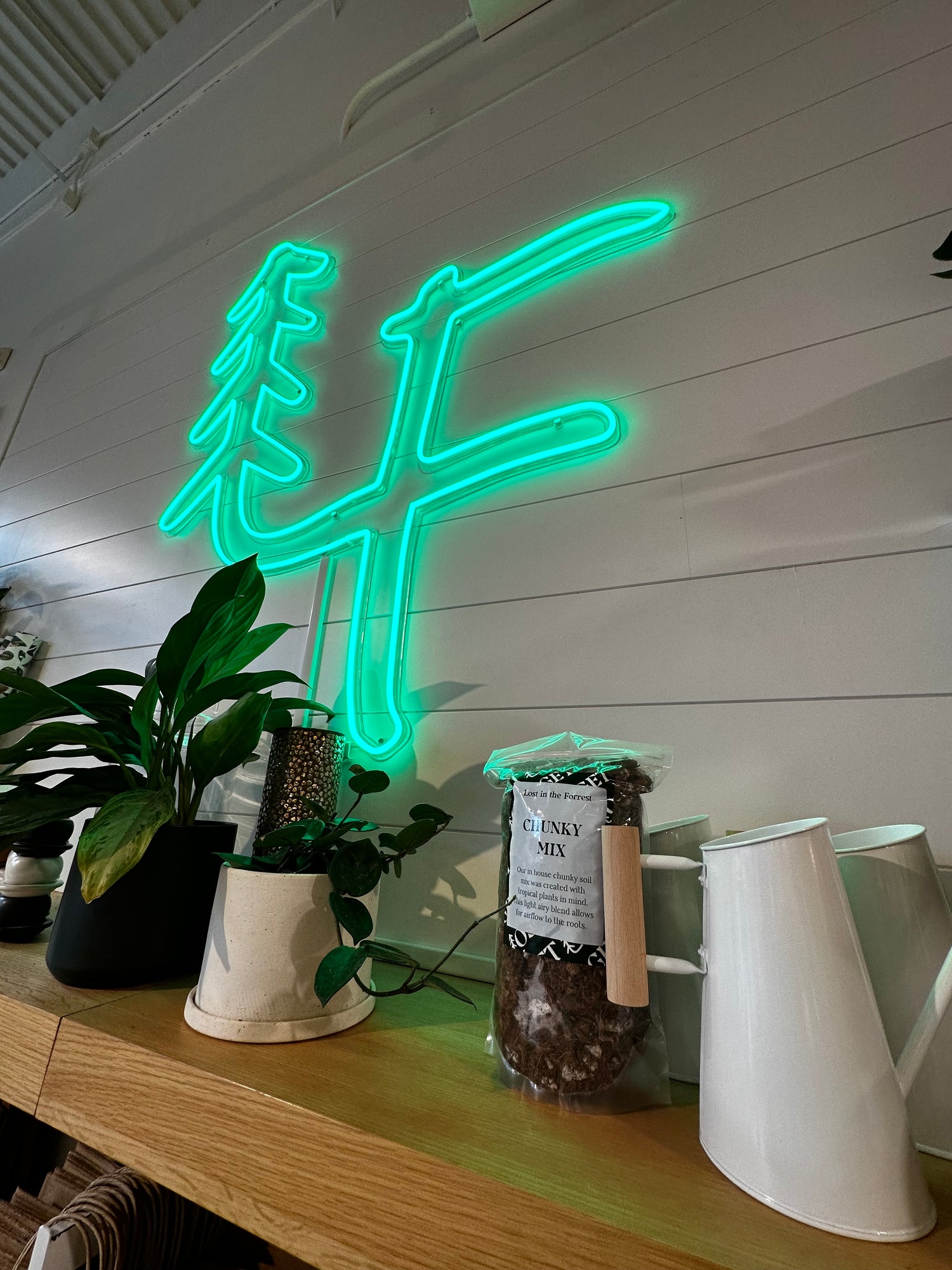 Fall Houseplant Care Guide