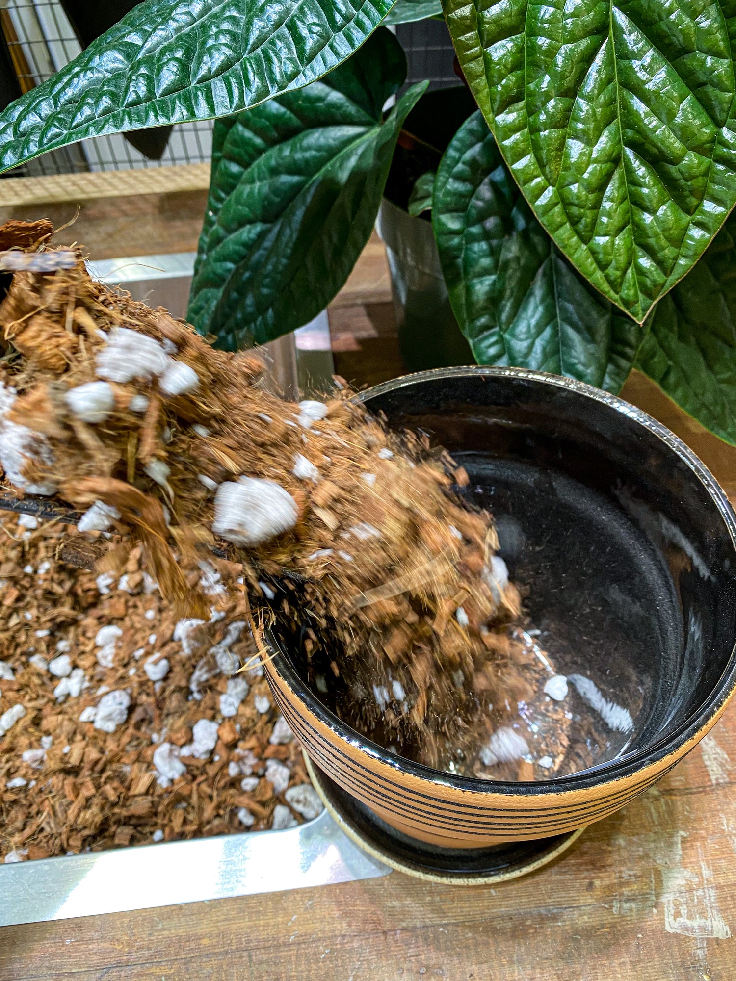 Chunky Potting Mix; why its important & our 3-ingredient recipe!