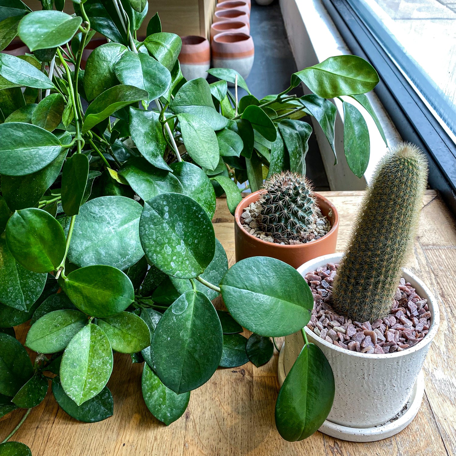 Everything you need to know about Lighting & Sun Exposure!