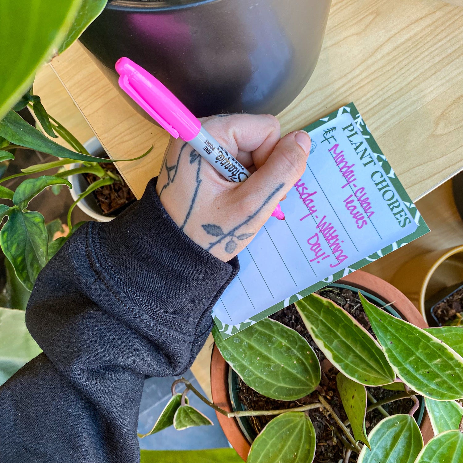 5 Houseplant Care Myths, BUSTED!