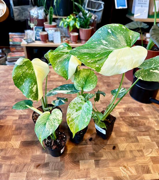Monstera Madness: How to Sport the Difference in Variegated Monsteras