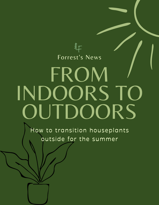 From Indoors to Outdoors: How to Transition Houseplants Outside for the Summer