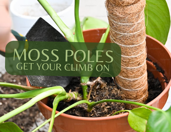 Moss Poles: Get Your Climb On!