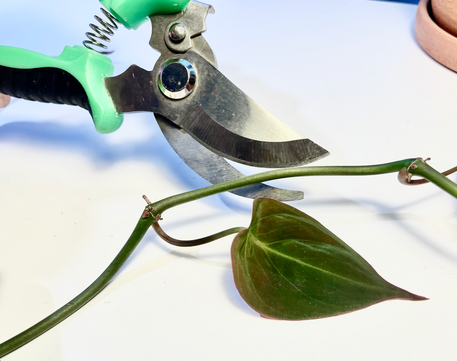 Propagate Like a Pro: Stem Cutting Edition