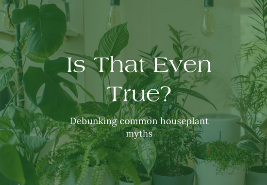 Is That Even True? Debunking Common Houseplant Myths