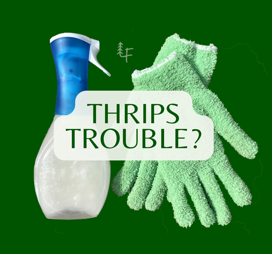 Thrip Troubles? Here's How to Thwart Those Pesky Plant Pests!