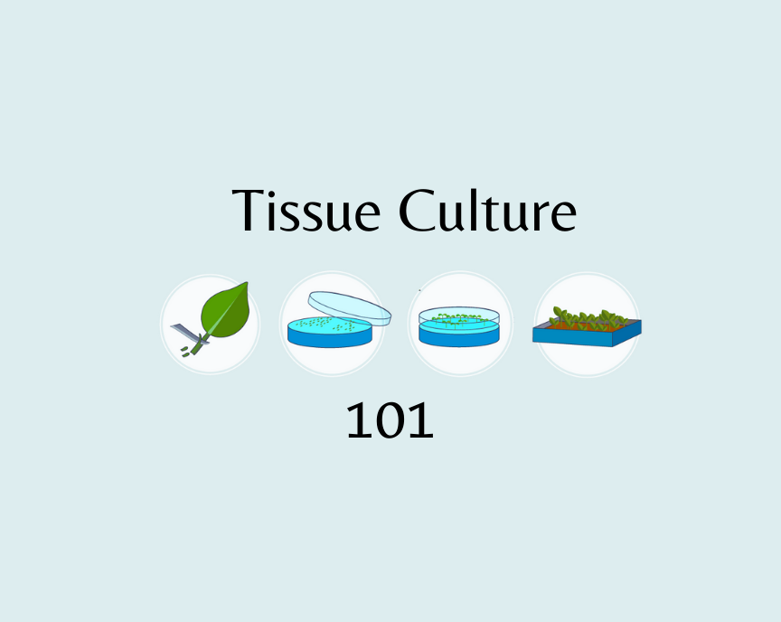 Tissue Culture 101