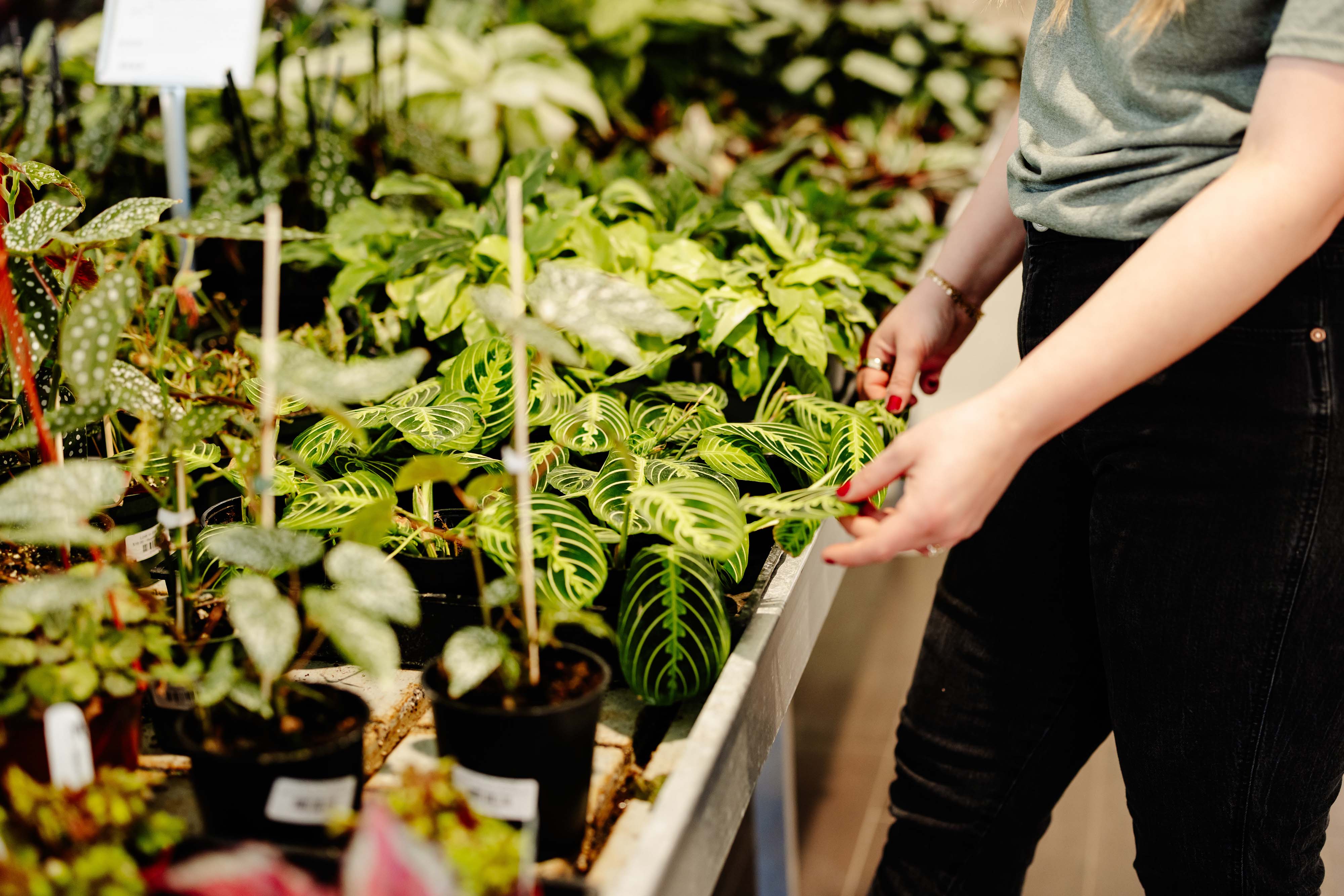 All Plants – tagged 