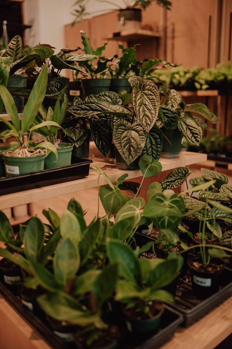All Plants