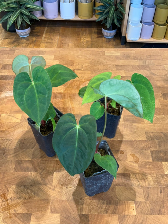 Anthurium Crystal Hope x Forgetii