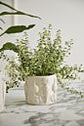 Veggie Pot