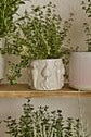 Veggie Pot