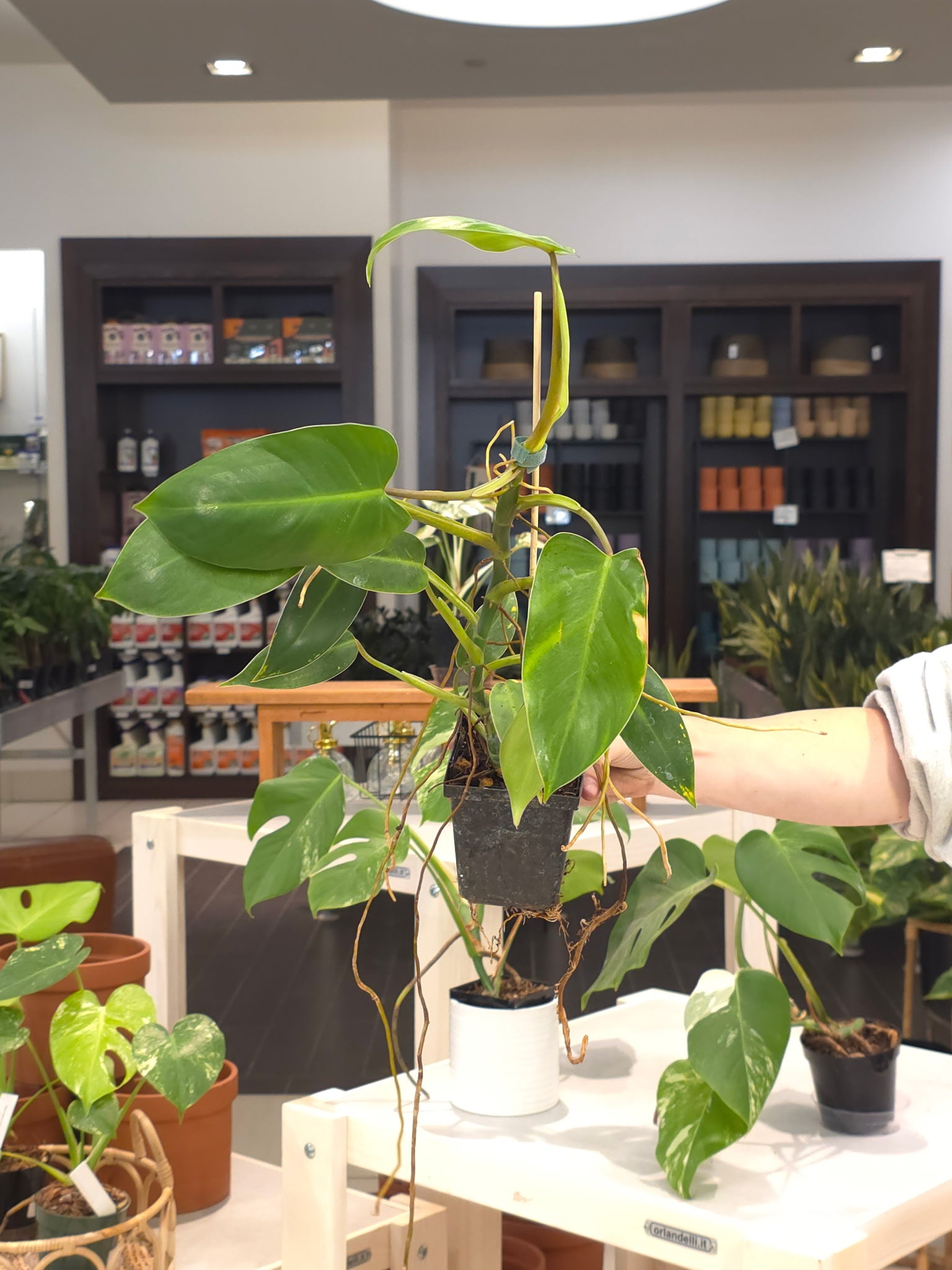 Philodendron Emerald King Reverted