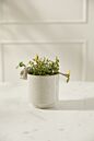 Sneaky Bunny Pot