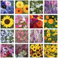 Pollination Celebration - Pollinator Wildflower Mix Seed