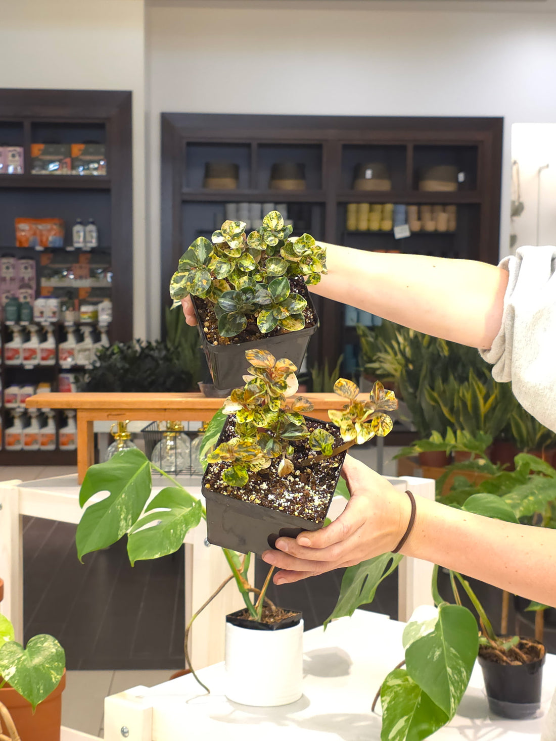 Peperomia Creme Brulee