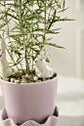 Thumper Plant Sticks
