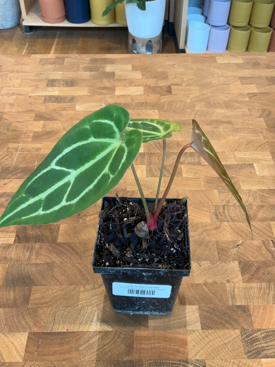 Anthurium Magnificum x &