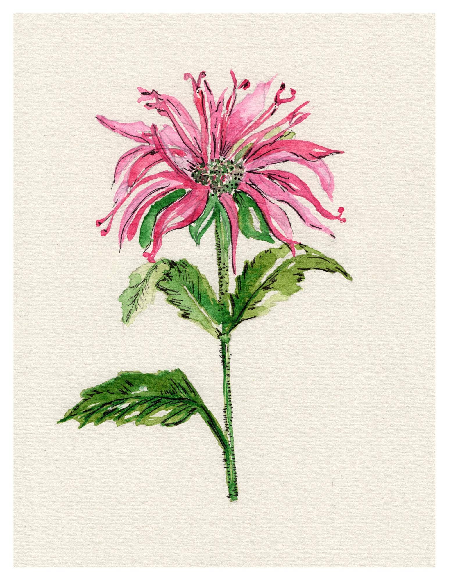 Wildflower Watercolor Print Botanical Wall Art