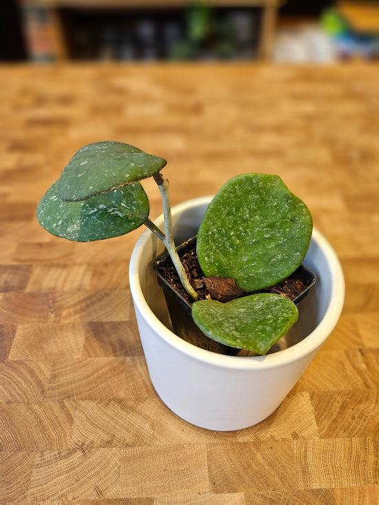 Hoya Obovata