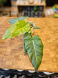Philodendron Maximum