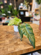 Philodendron Maximum