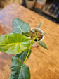 Philodendron Maximum