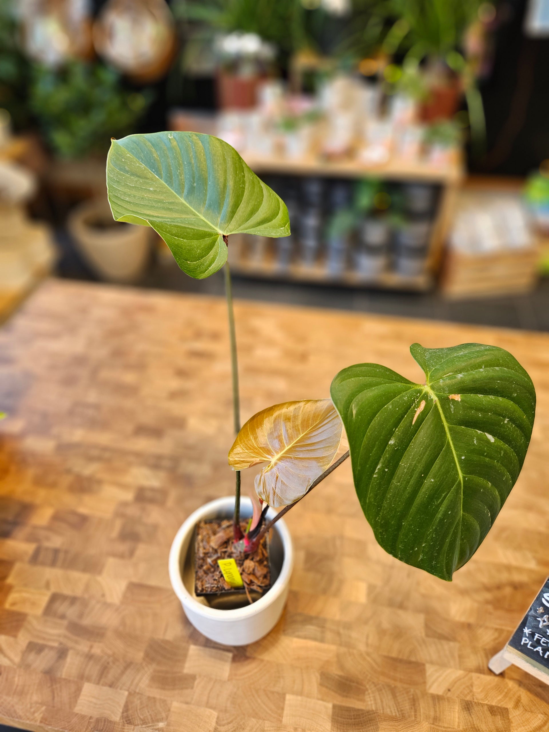 Philodendron Lynamii  Lost in the Forrest