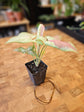 Syngonium Pink Salmon