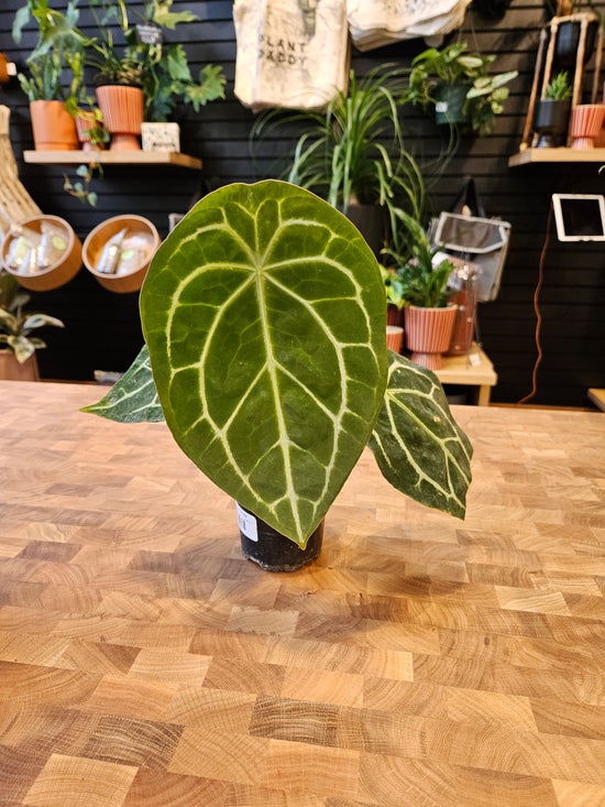 Anthurium Doc Block F2 X Forgetii