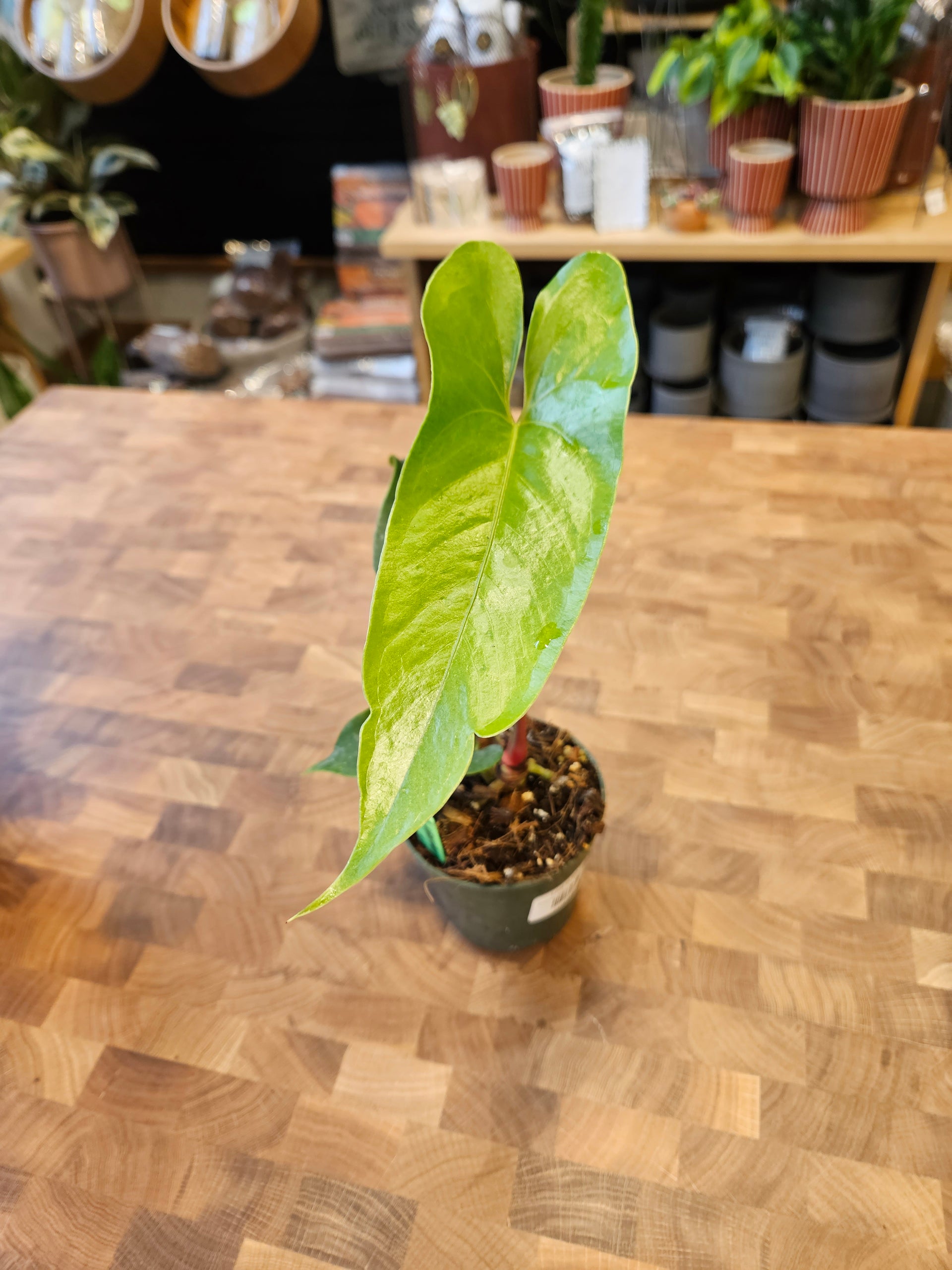Anthurium Nigrolaminum Gigi – Lost in the Forrest