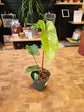 Anthurium Nigrolaminum Gigi