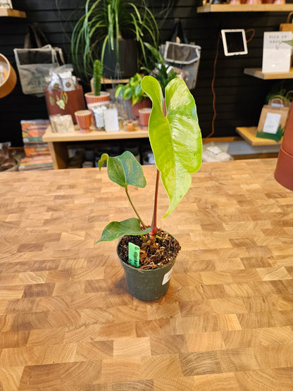 Anthurium Nigrolaminum Gigi
