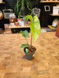 Anthurium Nigrolaminum Gigi