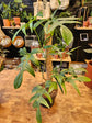 Philodendron Quercifolium