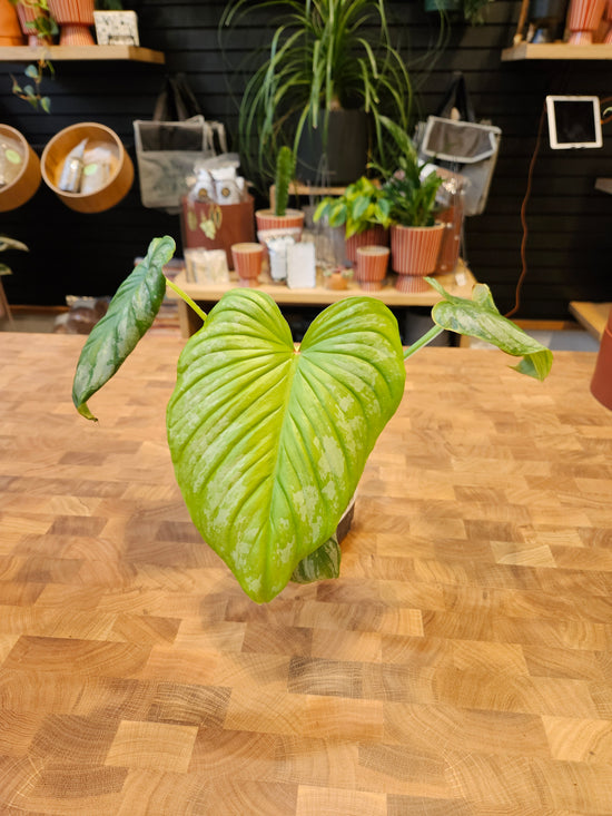 Philodendron Mamei