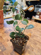 Hoya Nummularioides