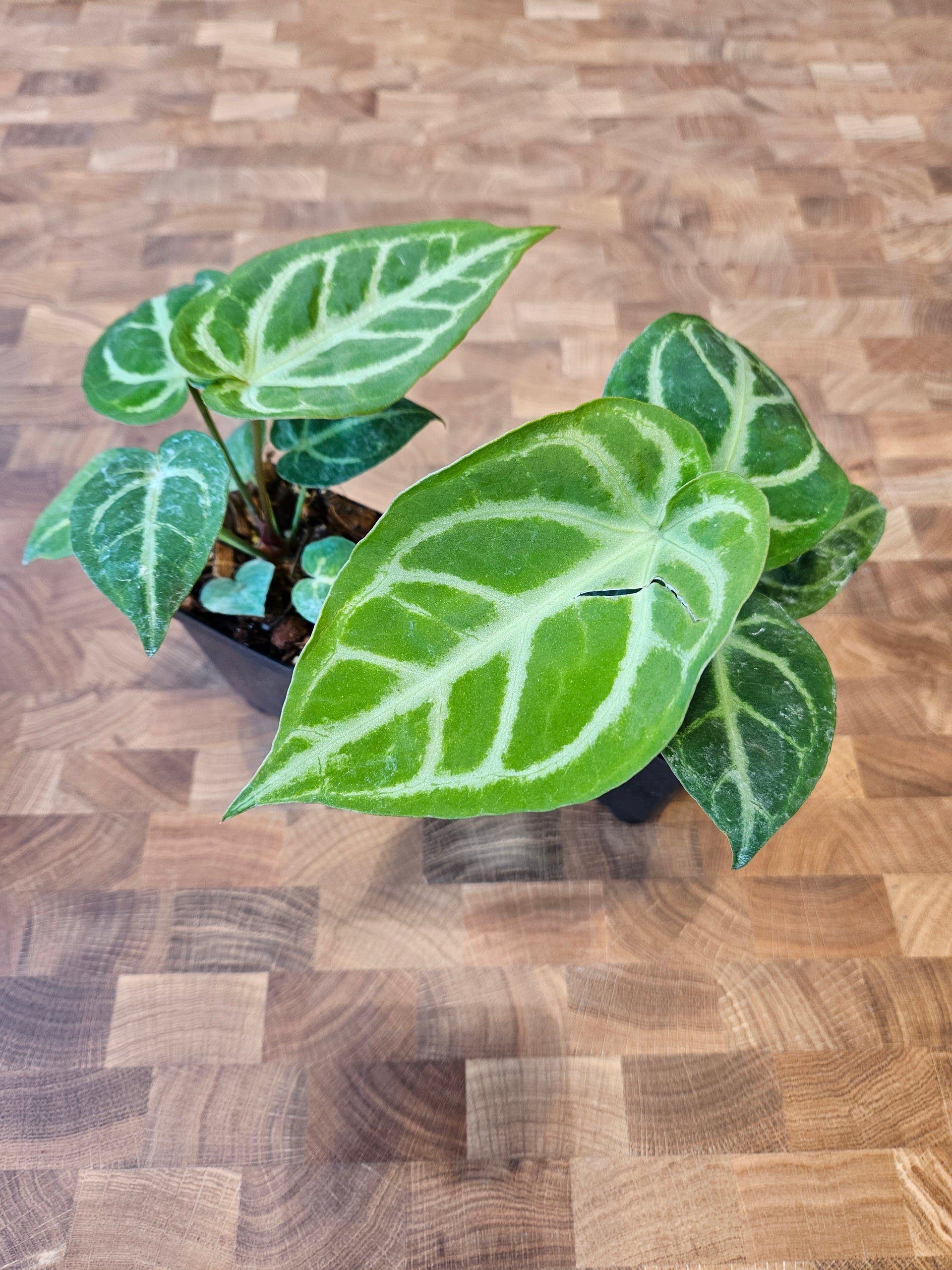 anthurium donamaria Anthurium Dorayaki x Magnificum – Lost in the Forrest
