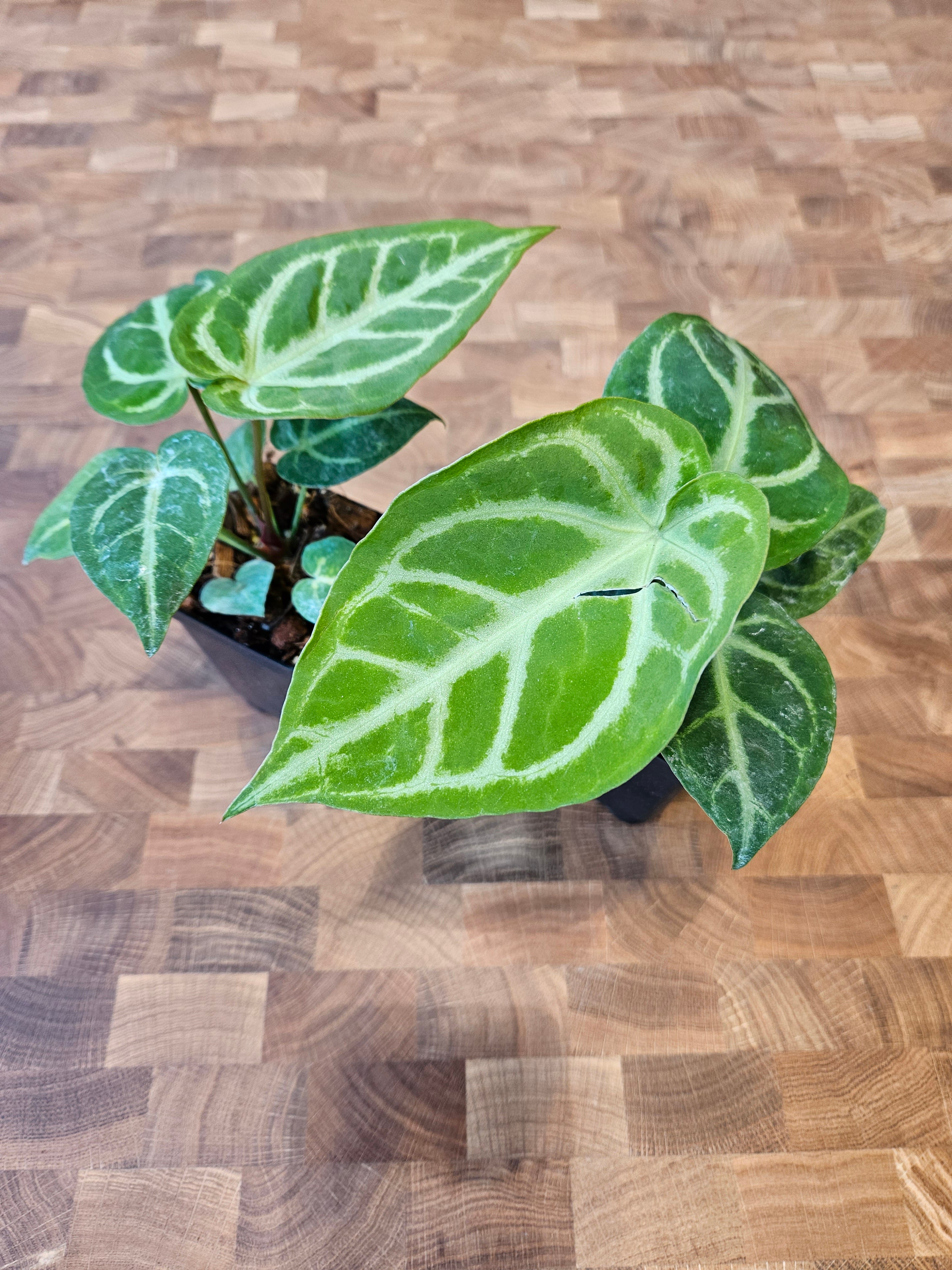 Anthurium Dorayaki x Magnificum