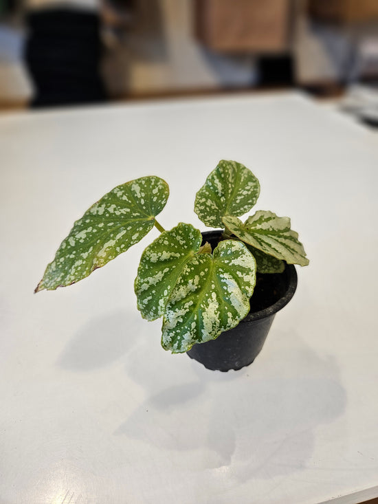 Begonia "Spring Fling"