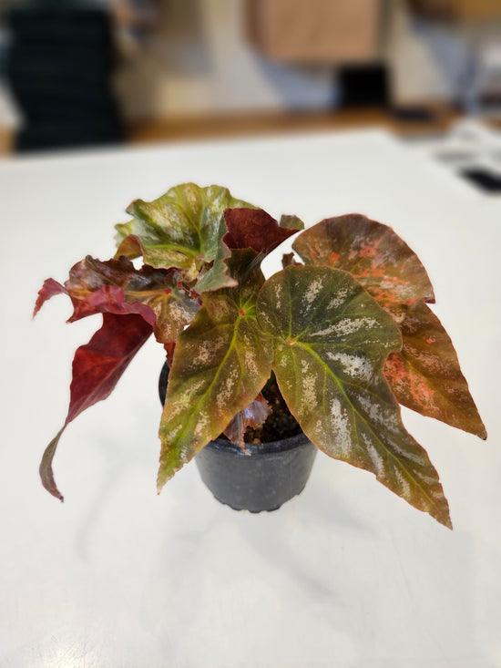 Begonia "Ice Castle"