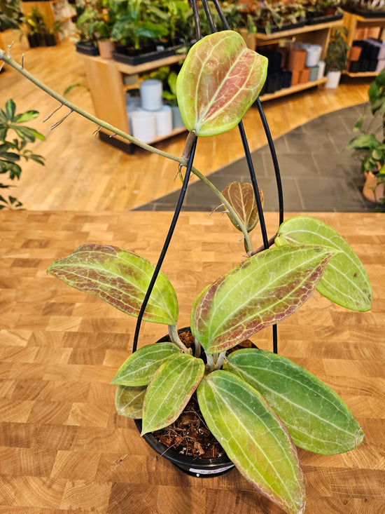 Hoya Merrillii