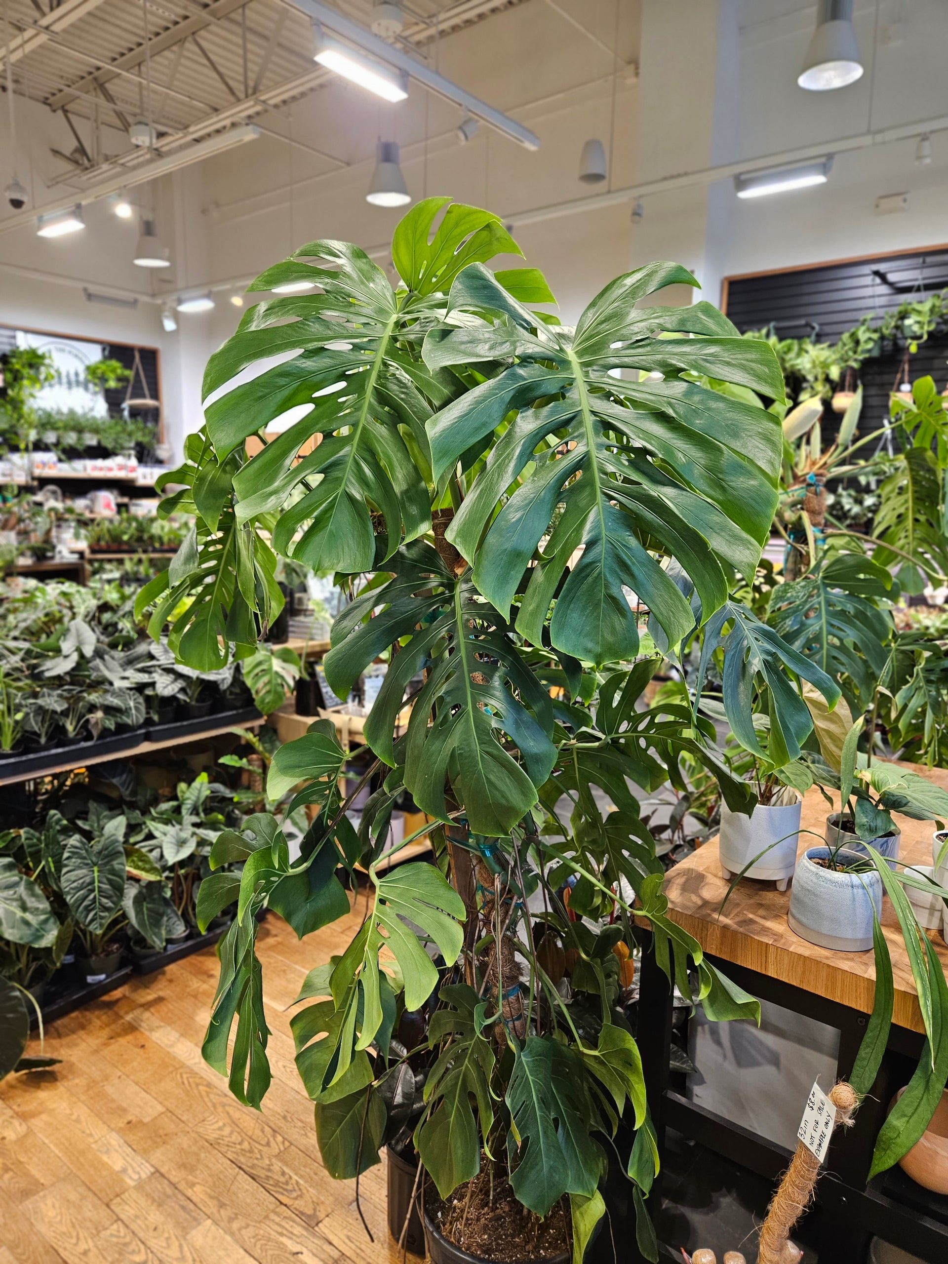 Monstera Albo Reverted XL – Lost in the Forrest