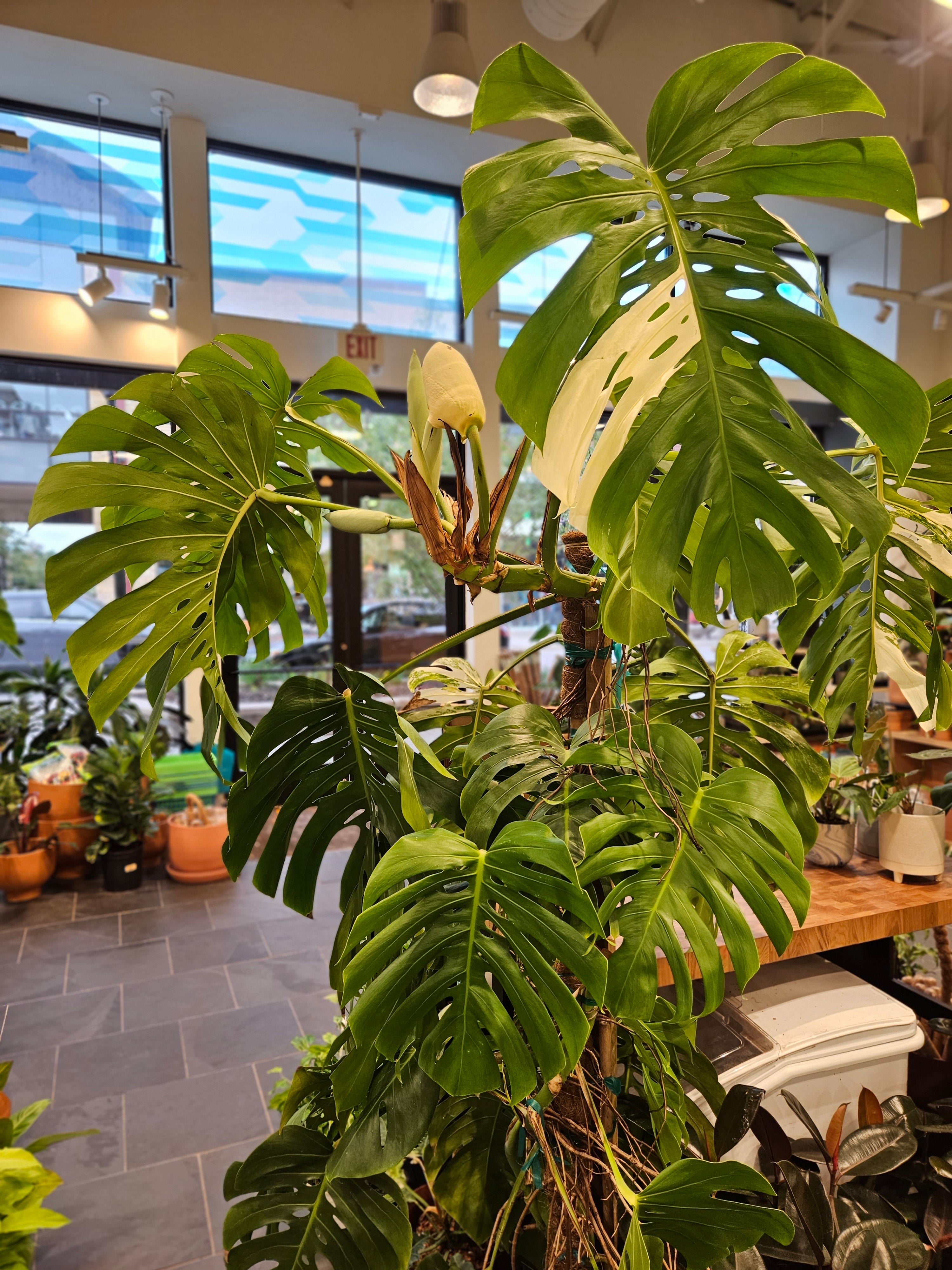 Monstera Albo Reverted XL