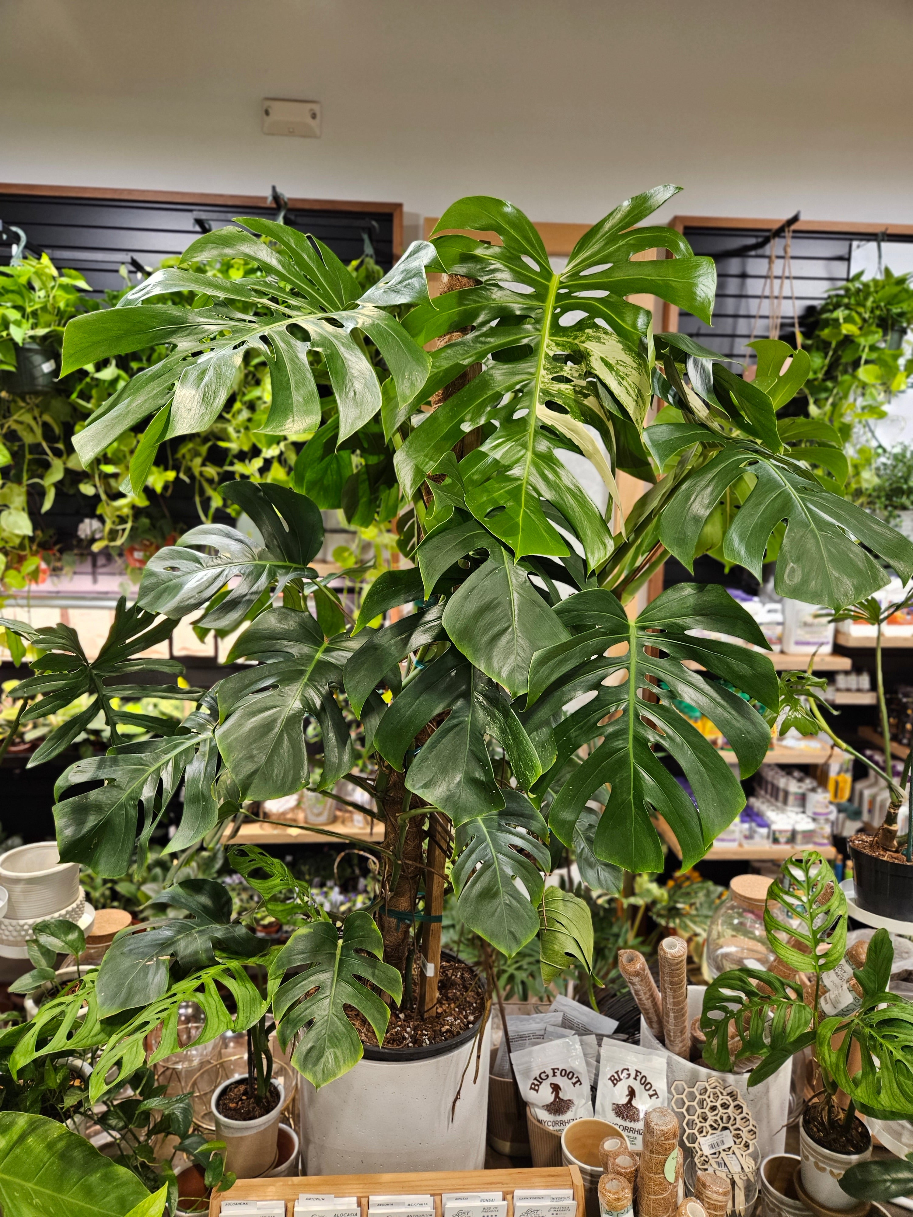 Monstera Albo Reverted XL